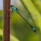 Große Pechlibelle (Ischnura elegans)