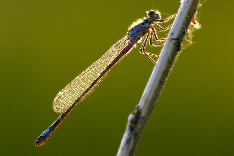 Große Pechlibelle (Ischnura elegans)