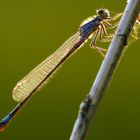 Große Pechlibelle (Ischnura elegans)