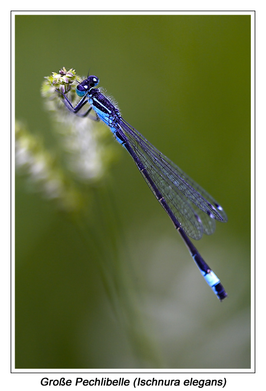 Große Pechlibelle (Ischnura elegans)