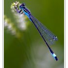 Große Pechlibelle (Ischnura elegans)