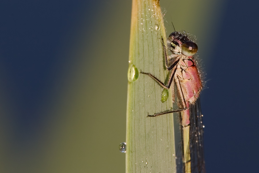 Große Pechlibelle (Ischnura elegans)