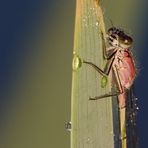 Große Pechlibelle (Ischnura elegans)