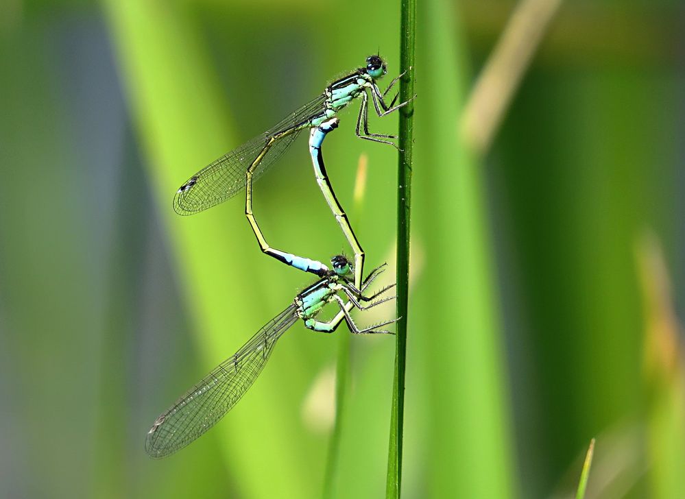 --- Große Pechlibelle (Ischnura elegans) ---