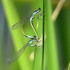 --- Große Pechlibelle (Ischnura elegans) ---