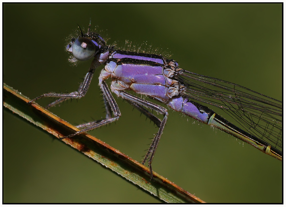 Große Pechlibelle - Ischnura elegans -