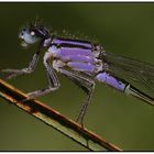 Große Pechlibelle - Ischnura elegans -