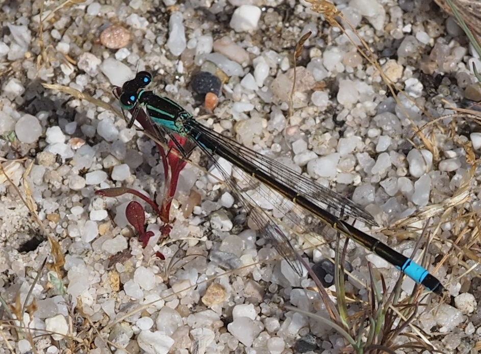 Große Pechlibelle (Ischnura elegans)