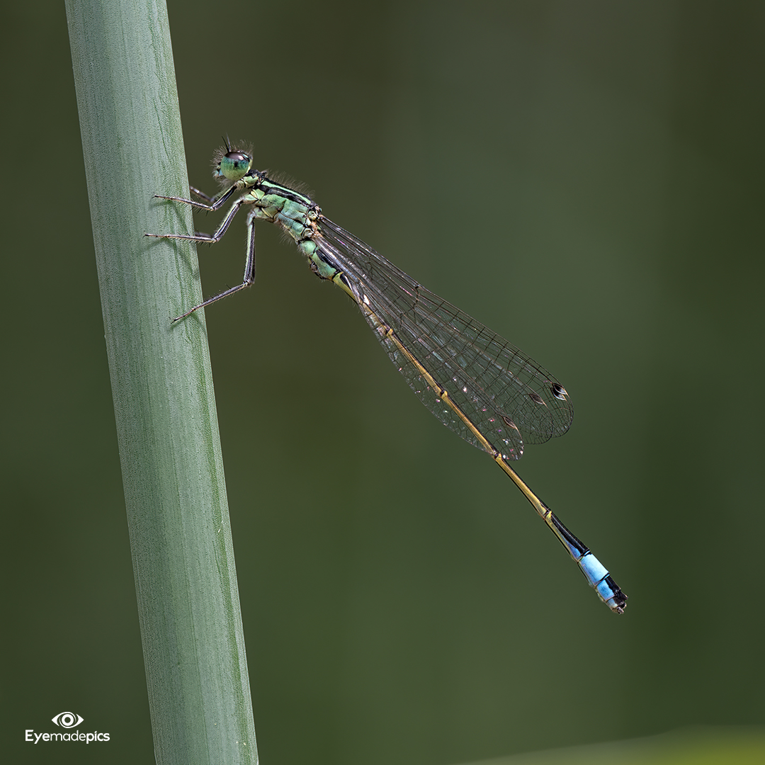 Grosse Pechlibelle (Ischnura elegans)