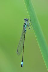 Große Pechlibelle (Ischnura elegans)