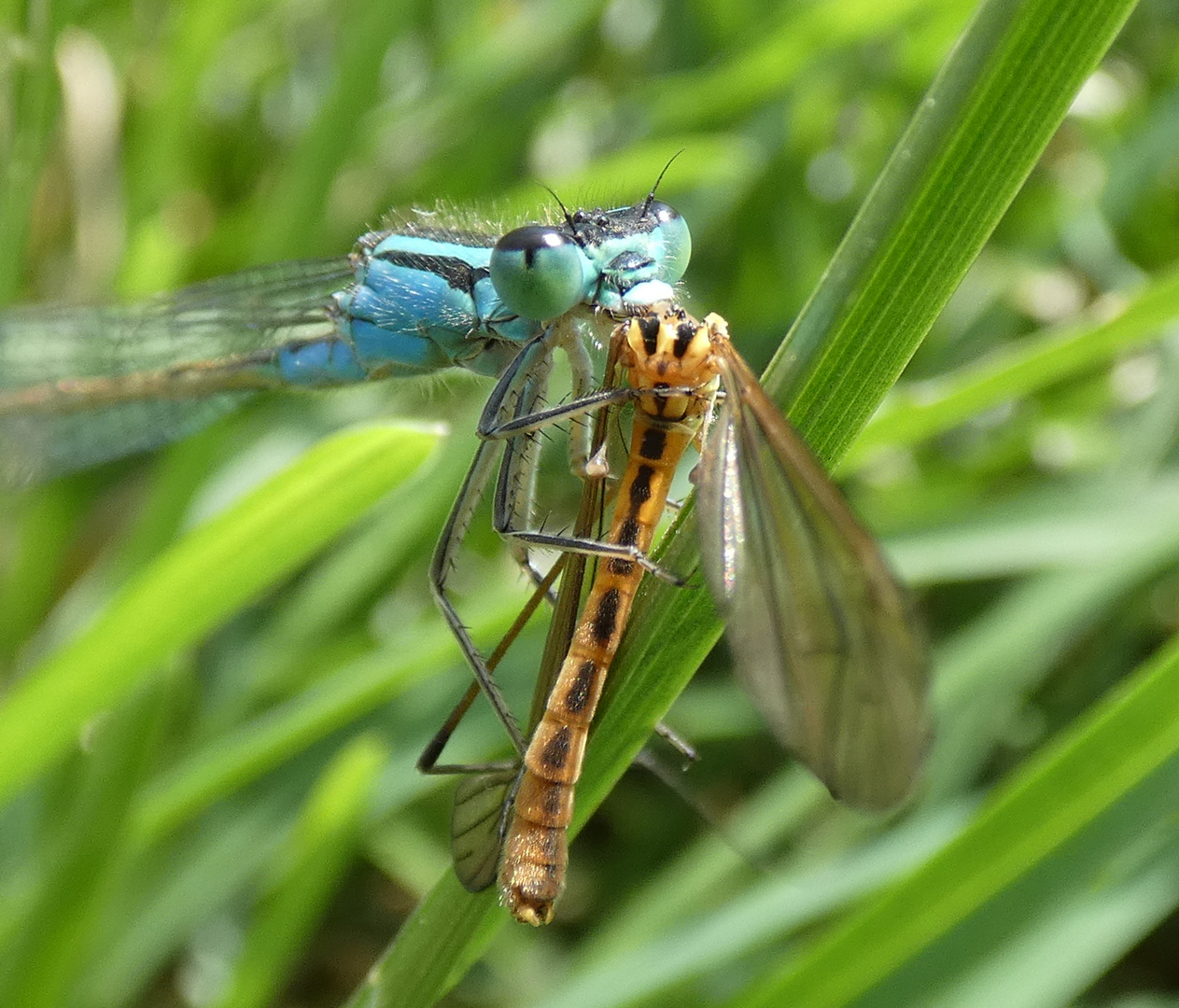 Große Pechlibelle (Ischnura elegans)