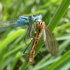 Große Pechlibelle (Ischnura elegans)