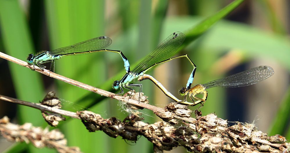 --- Große Pechlibelle (Ischnura elegans) --- 