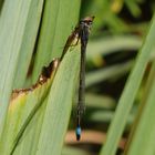 Große Pechlibelle (Ischnura elegans)