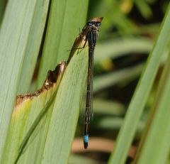 Große Pechlibelle (Ischnura elegans)