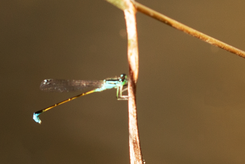 Große Pechlibelle (Ischnura elegans)