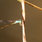 Große Pechlibelle (Ischnura elegans)