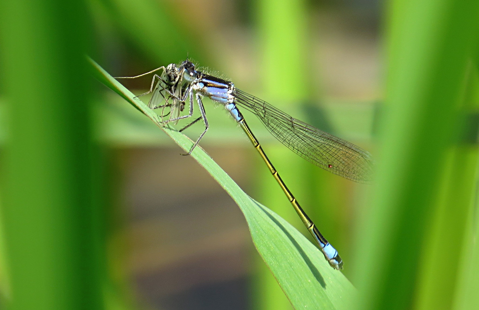 --- Große Pechlibelle (Ischnura elegans) ---