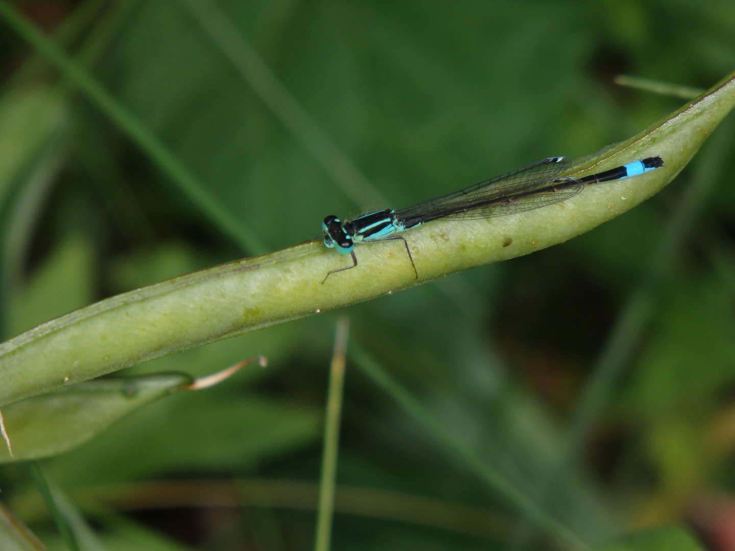 Große Pechlibelle (Ischnura elegans)