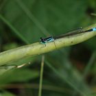 Große Pechlibelle (Ischnura elegans)