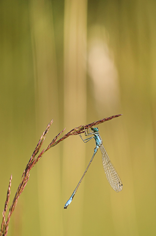 Große Pechlibelle (Ischnura elegans)