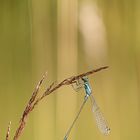 Große Pechlibelle (Ischnura elegans)