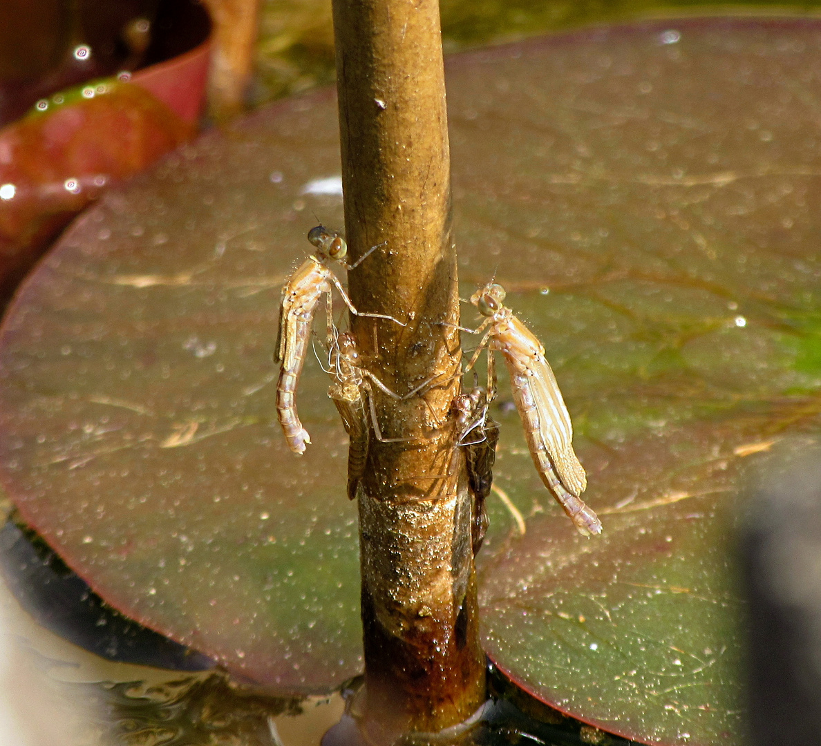 --- Große Pechlibelle (Ischnura elegans) --- 