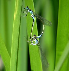 --- Große Pechlibelle (Ischnura elegans) ---