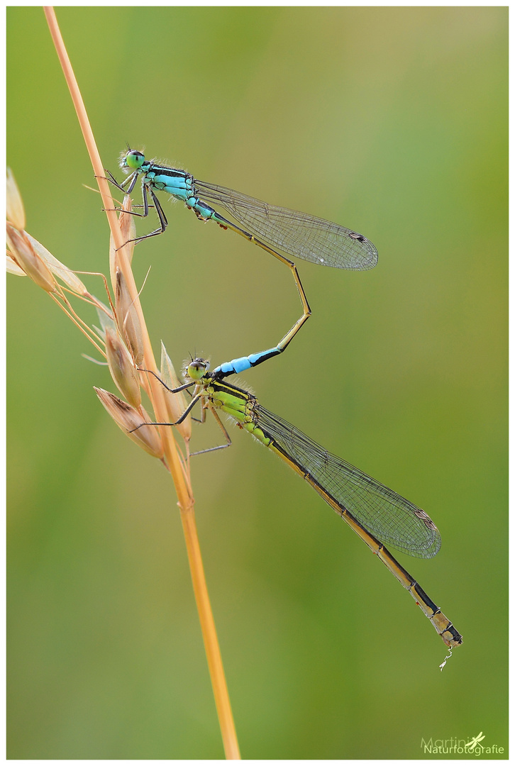 Große Pechlibelle (Ischnura elegans)