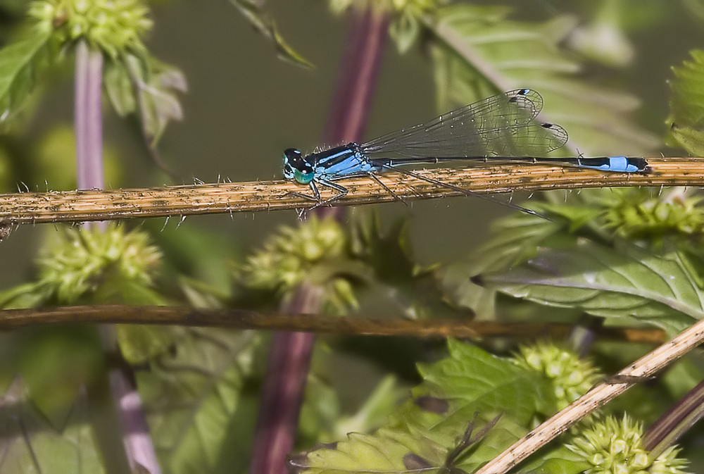 Große Pechlibelle (Ischnura elegans)