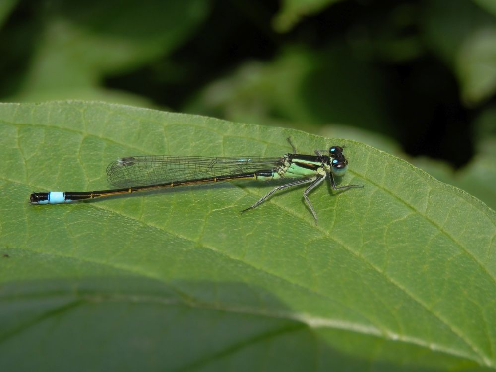 Große Pechlibelle (Ischnura elegans)