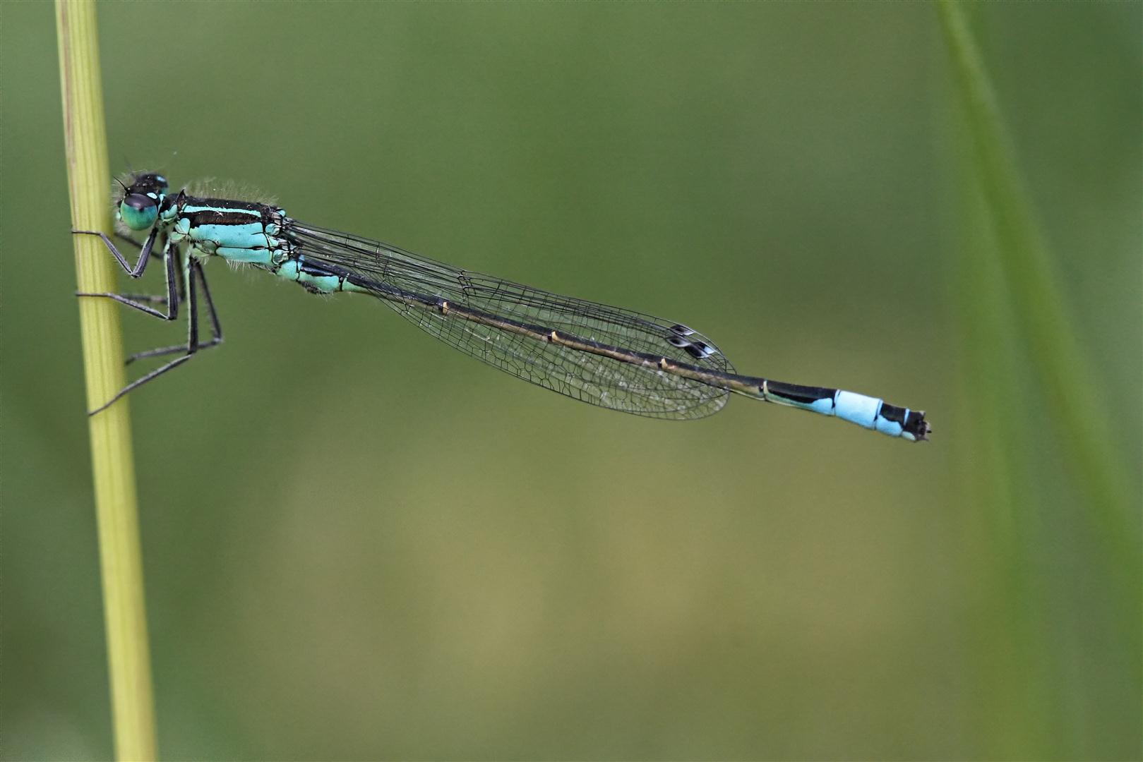 Große Pechlibelle (Ischnura elegans)