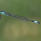 Große Pechlibelle (Ischnura elegans)