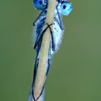 Grosse Pechlibelle ( Ischnura elegans)