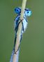 Grosse Pechlibelle ( Ischnura elegans) von Peter Bolinger 