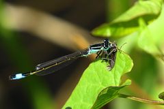 --- Große Pechlibelle (Ischnura elegans) ---