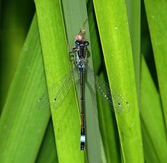 --- Große Pechlibelle (Ischnura elegans) ---