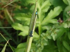 Große Pechlibelle (Ischnura elegans)