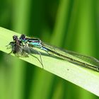 --- Große Pechlibelle (Ischnura elegans) --- 