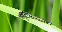 --- Große Pechlibelle (Ischnura elegans) --- 