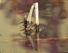 --- Große Pechlibelle (Ischnura elegans) ---