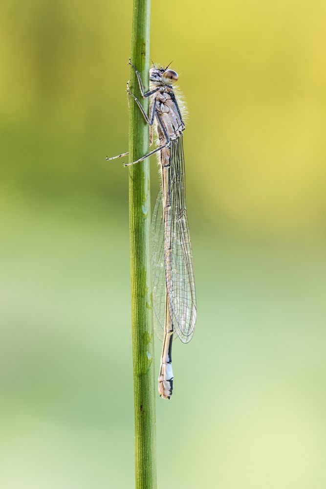  Große Pechlibelle (ischnura elegans)