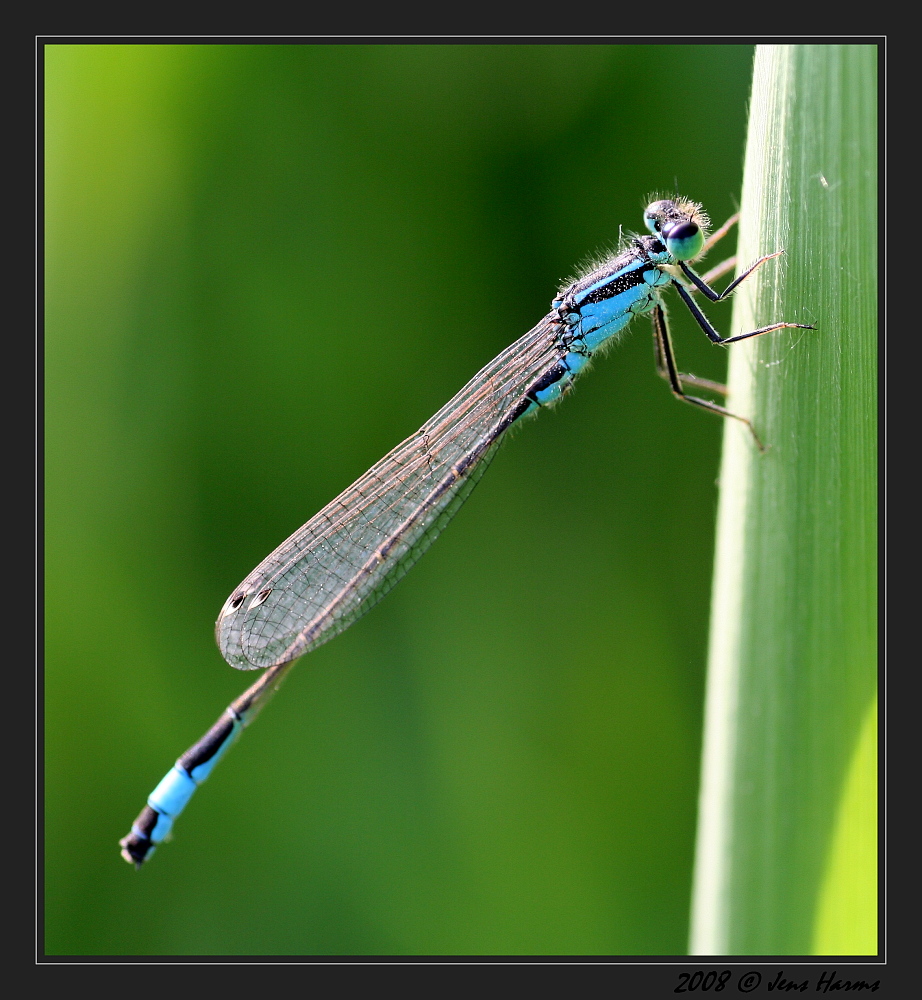 Große Pechlibelle (Ischnura elegans)