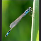 Große Pechlibelle (Ischnura elegans)