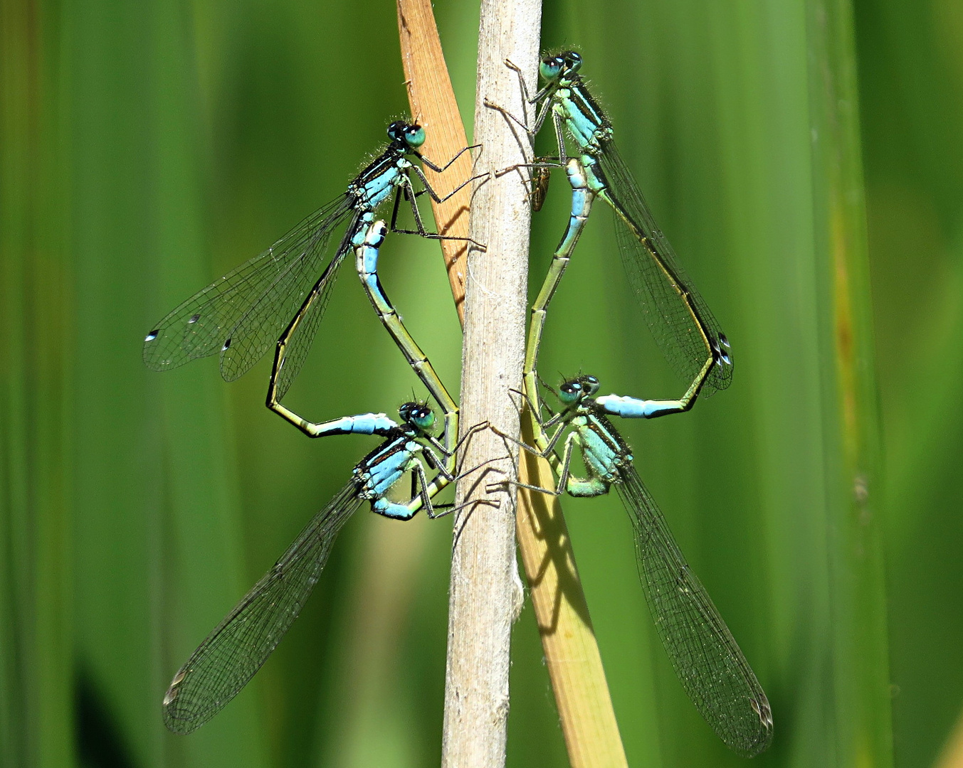 --- Große Pechlibelle (Ischnura elegans) ---