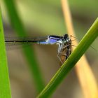 --- Große Pechlibelle (Ischnura elegans) ---