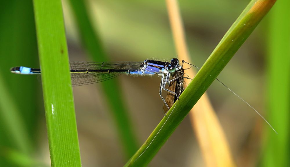 --- Große Pechlibelle (Ischnura elegans) ---