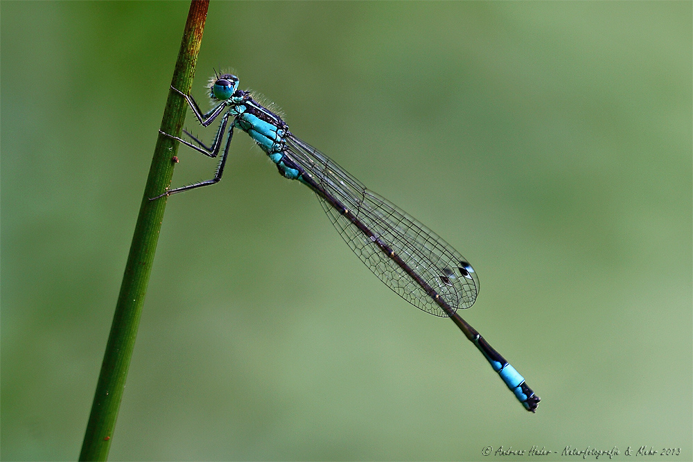 Große Pechlibelle (Ischnura elegans)