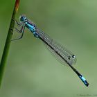 Große Pechlibelle (Ischnura elegans)