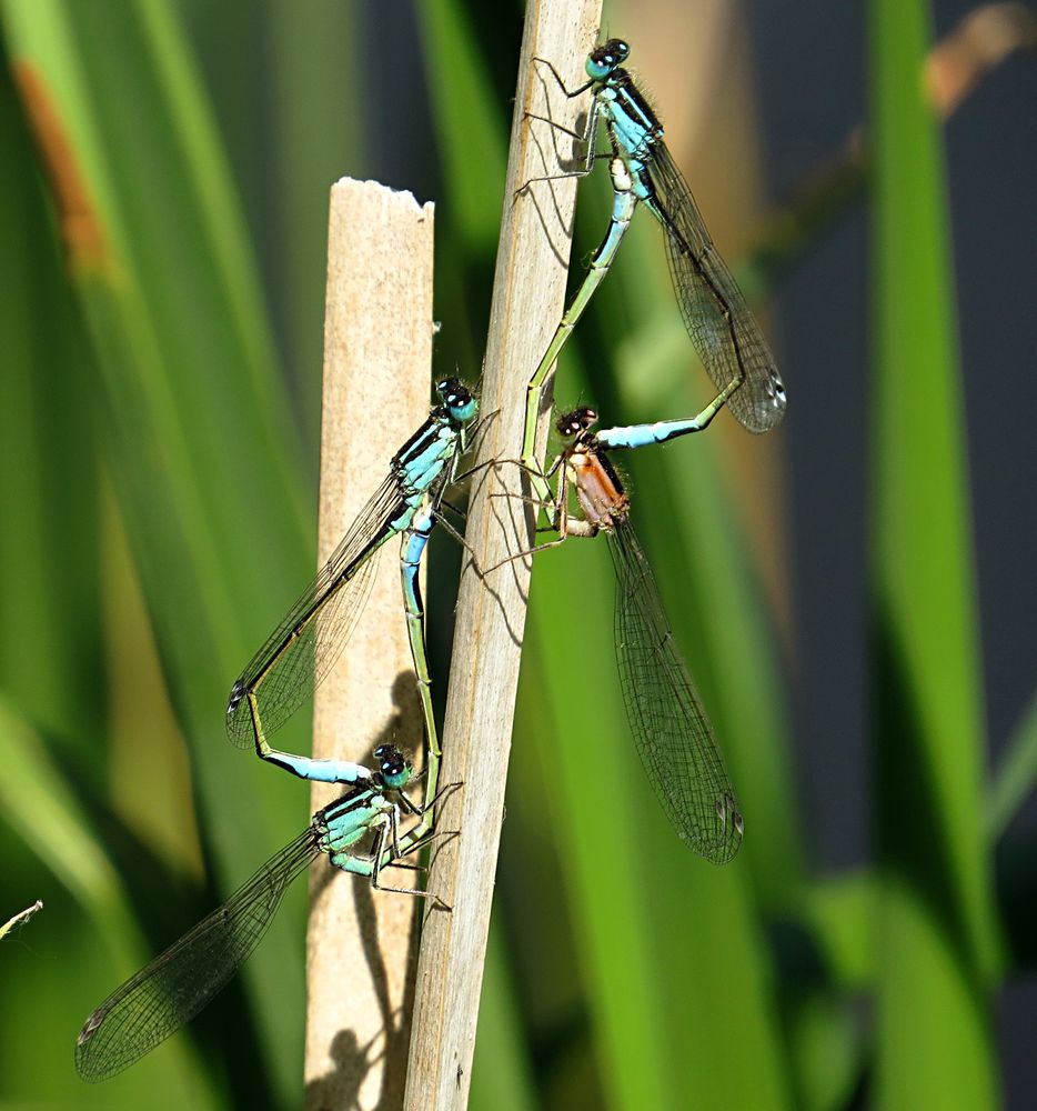 --- Große Pechlibelle (Ischnura elegans) --- 